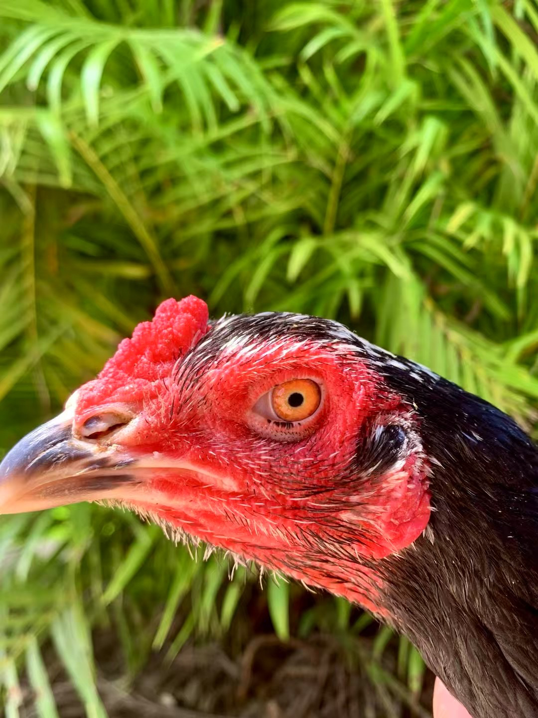 高质量斗鸡黑母鸡可炖汤