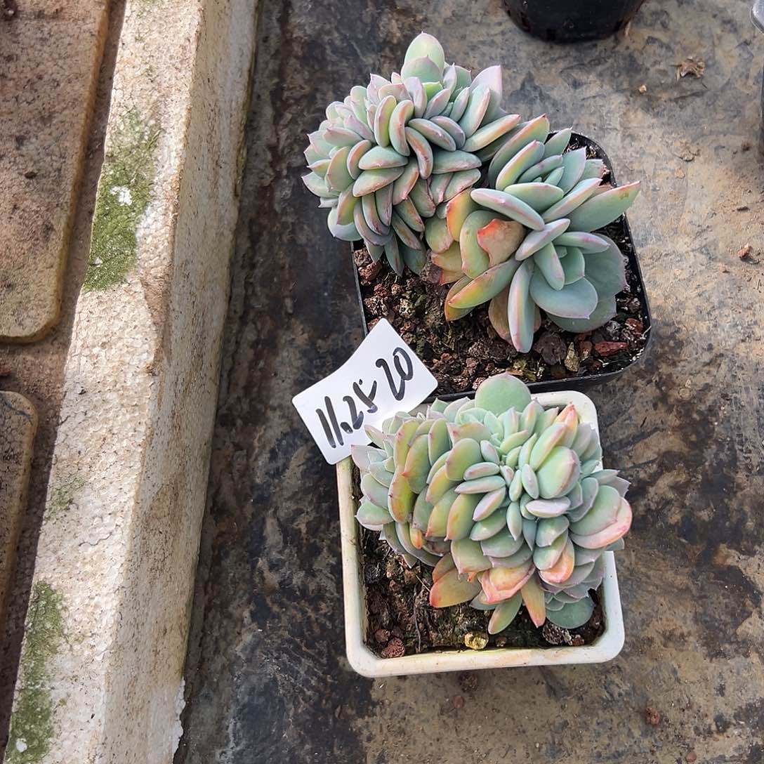 青****1125-20白凤缀组合2颗多肉