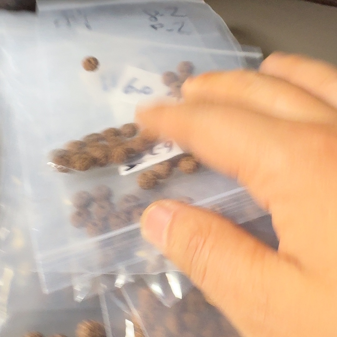 *****金刚菩提吊坠极品散籽