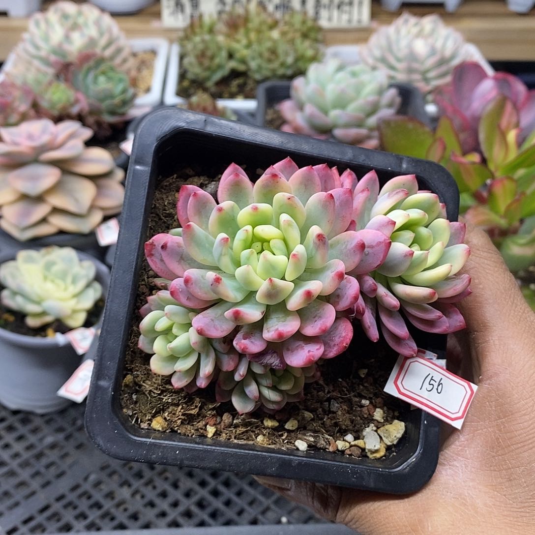 28151 老桩蓝苹果覆轮锦 5 头自然群