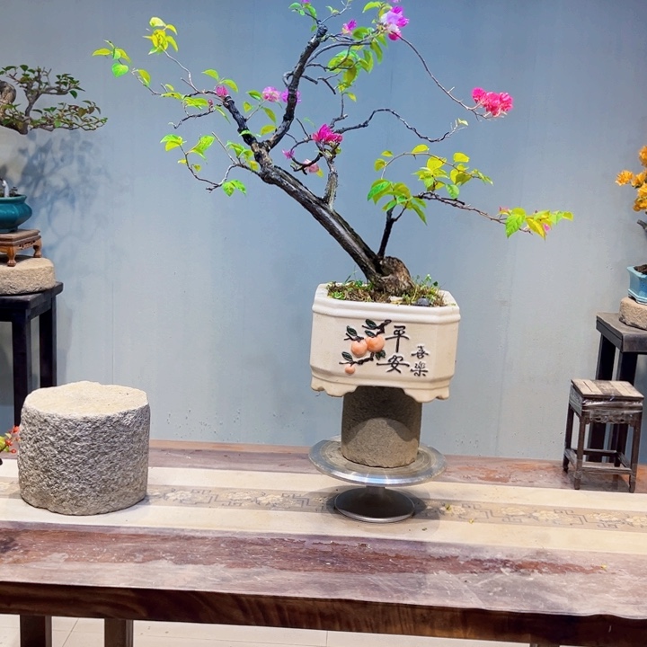 皮***，完全开放金心双色三角梅