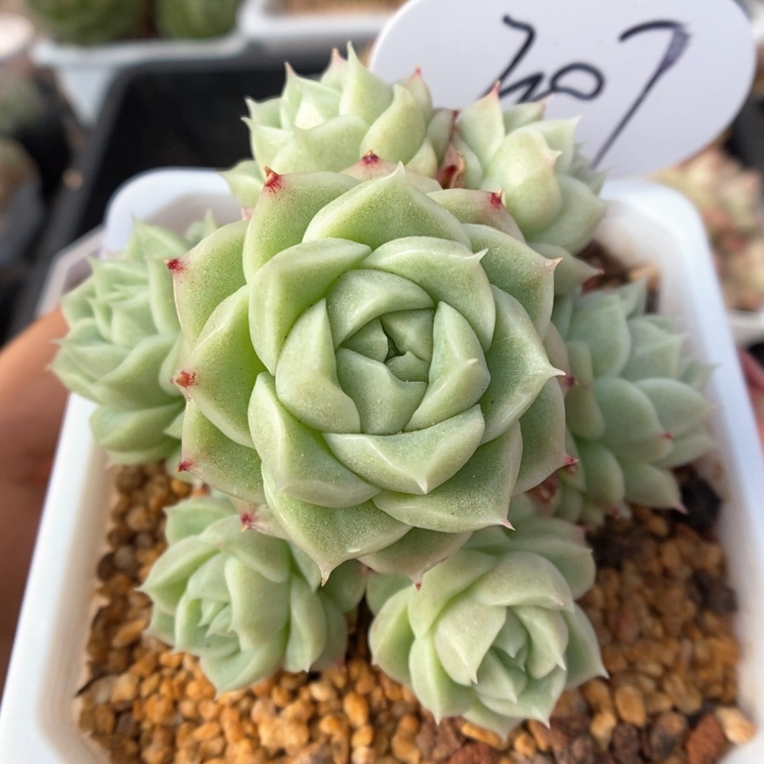 珍妮麦秆可拍307号。  