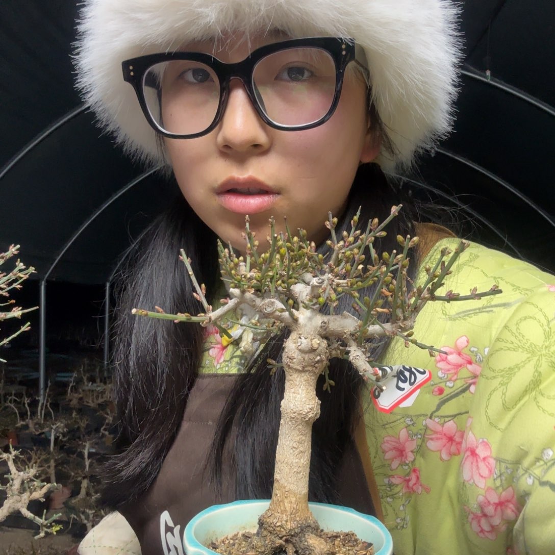 迎春花用****4迎春花盆景盆栽