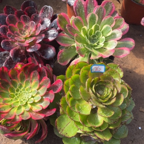 762多肉植物组合