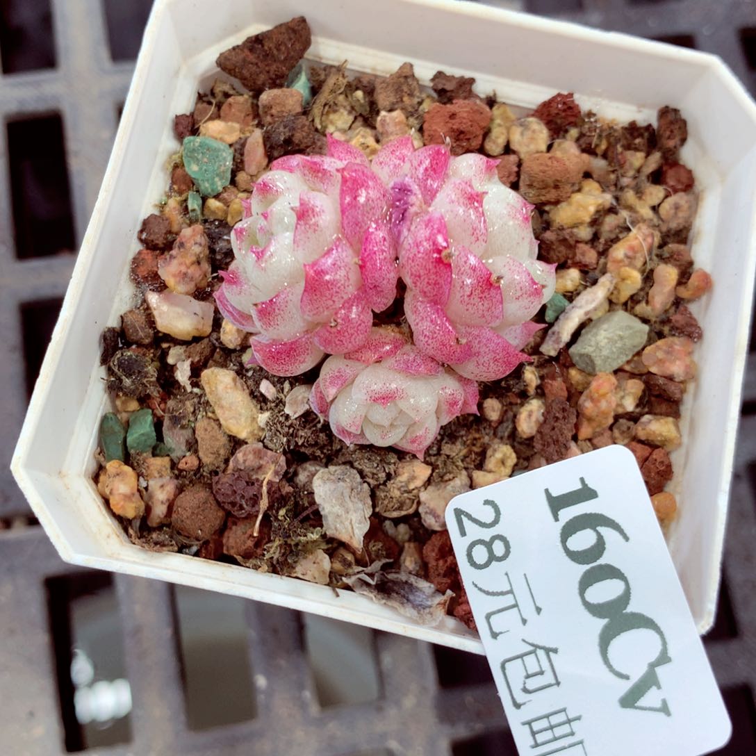 5厘米盆精控多肉160