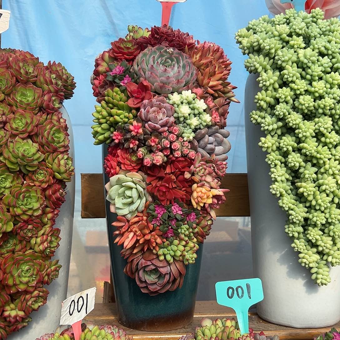 047➕012大号多肉组合