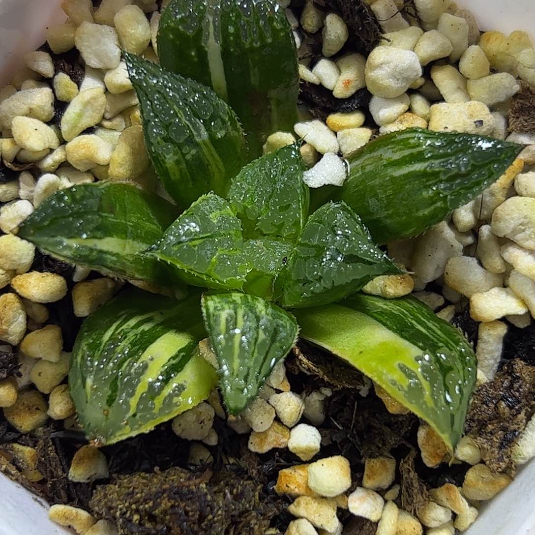 青木锦十二卷多肉植物满