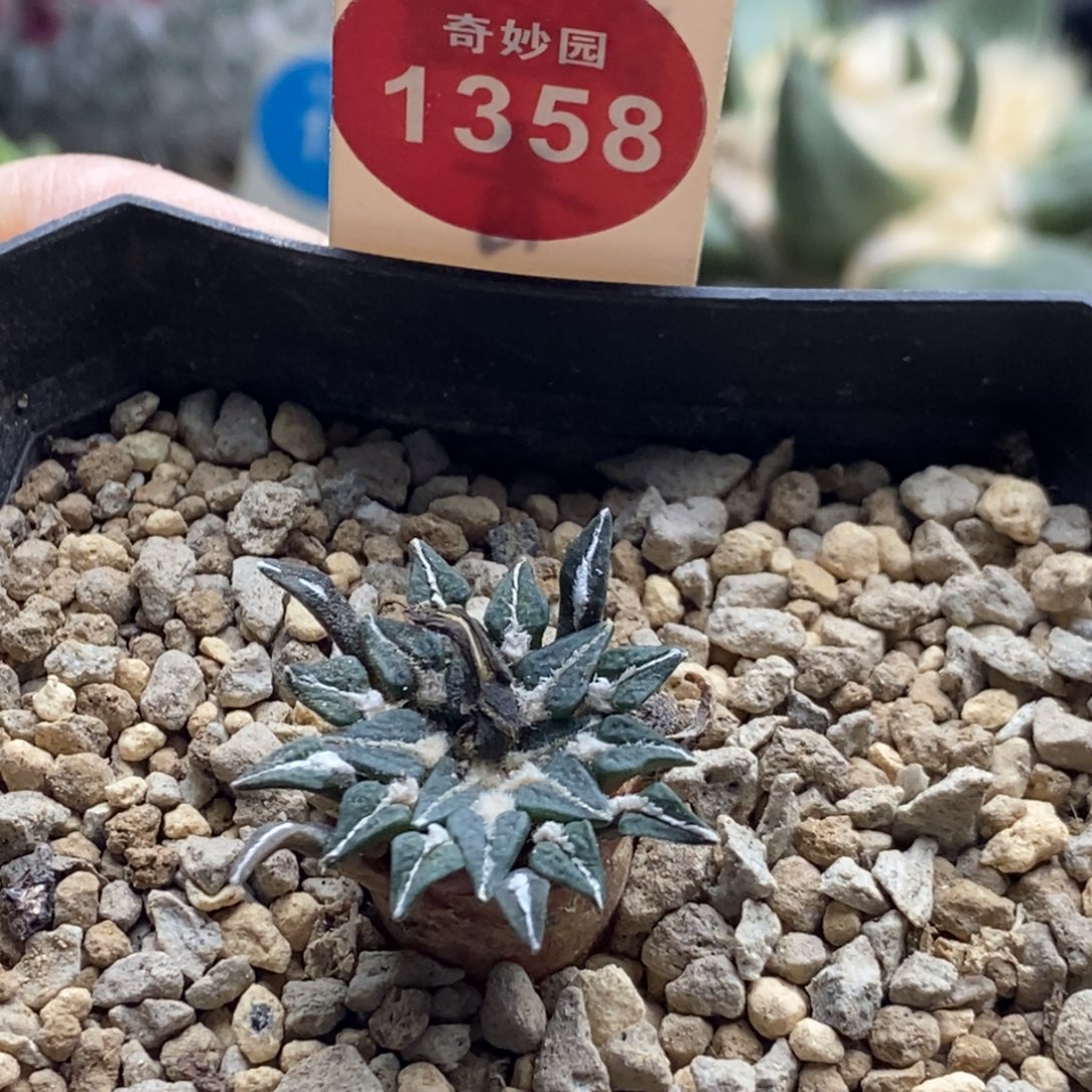 实生母本姬牡丹2.7cm一棵仙人球