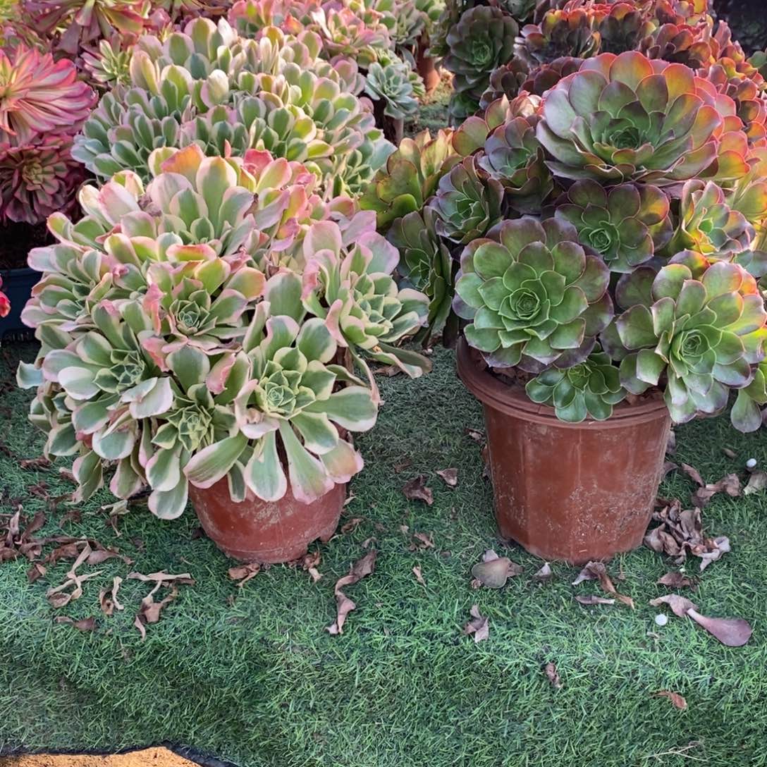 不开花植物魅金玫瑰➕粉玲珑1颗多肉