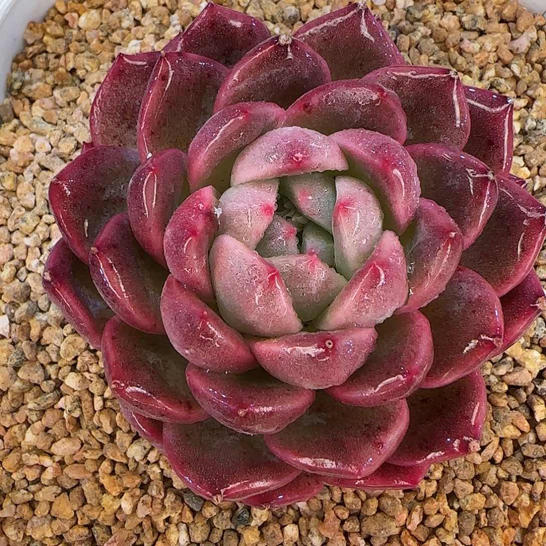 从前慢花园精选春风珍妮