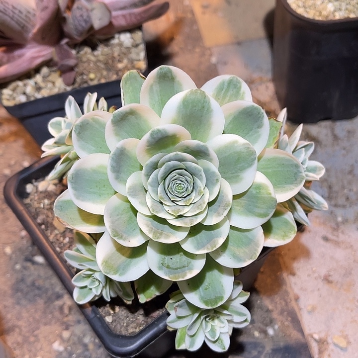 满38包邮2天凑单，脱土晾根发货多肉植物山地玫瑰锦