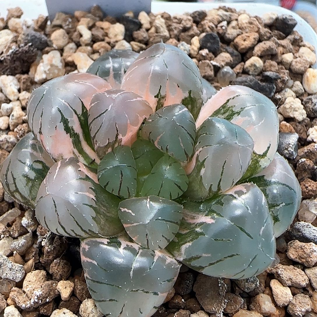 415号非组大窗冰灯玉露锦4.3左右一物一拍带盆