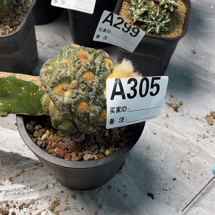 完全开放305哥怒一个