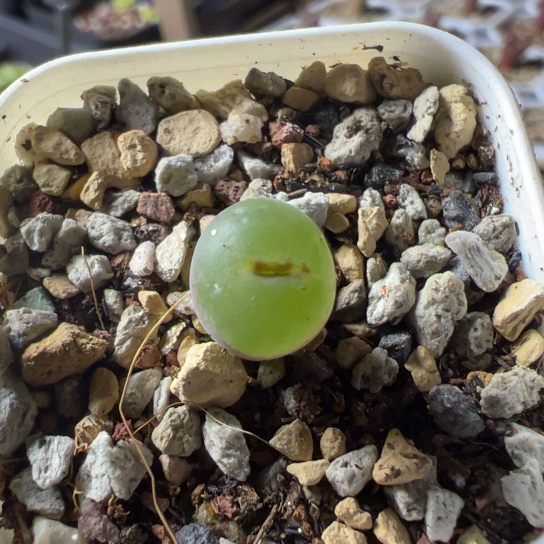 04粉红女郎纽扣母本一物一拍