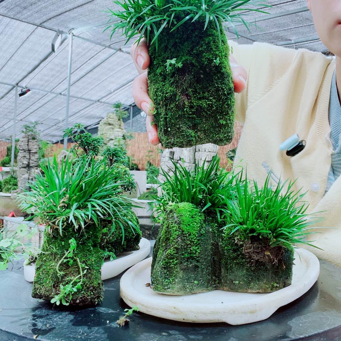 1***8当前无花栽培后可以开花