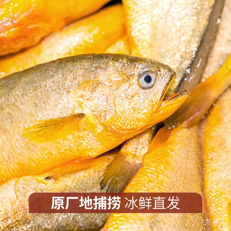 【品质5条】新鲜大黄花鱼野生黄花鱼急速冷冻顺丰包邮1条/6-8两一箱