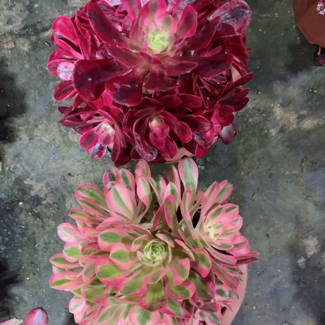 【闪购商品】美杜莎女巫257多肉