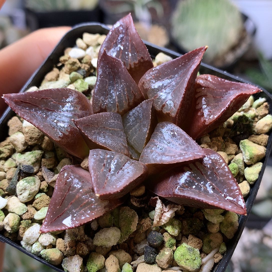 实生寿带盆土发货