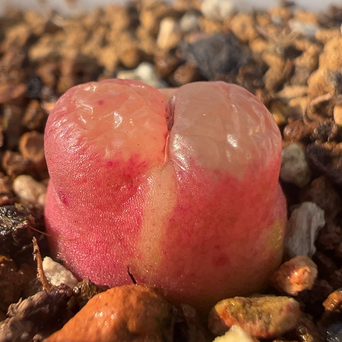 88多肉植物百科雪茄