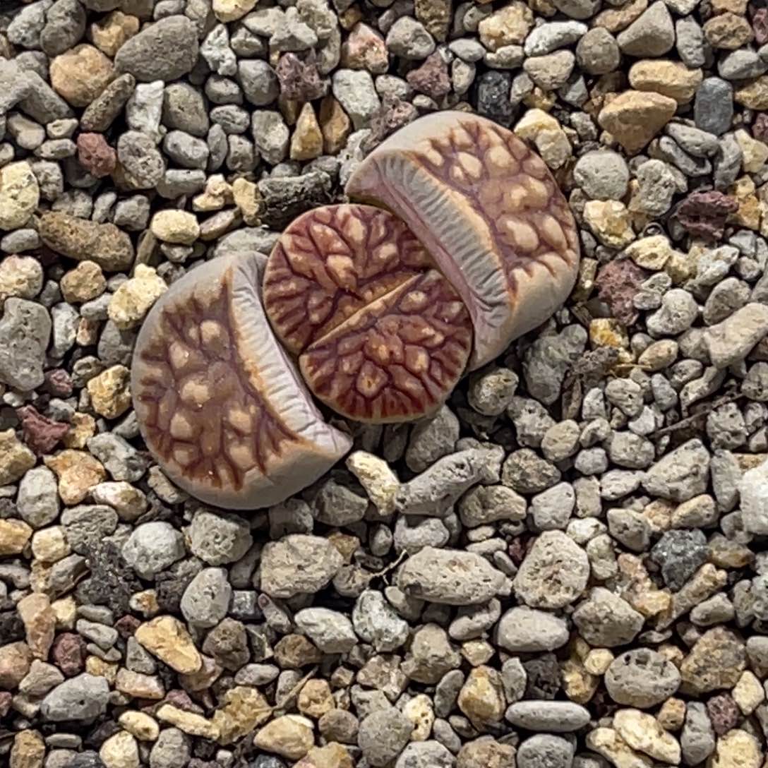 7516莲花浮雕菊1岛田