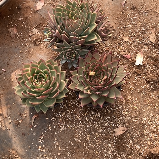 悦**妈美肉特价活动开始啦