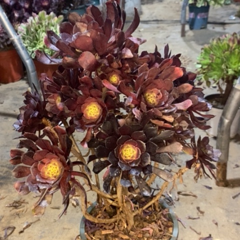 铜壶花脸多肉植物022