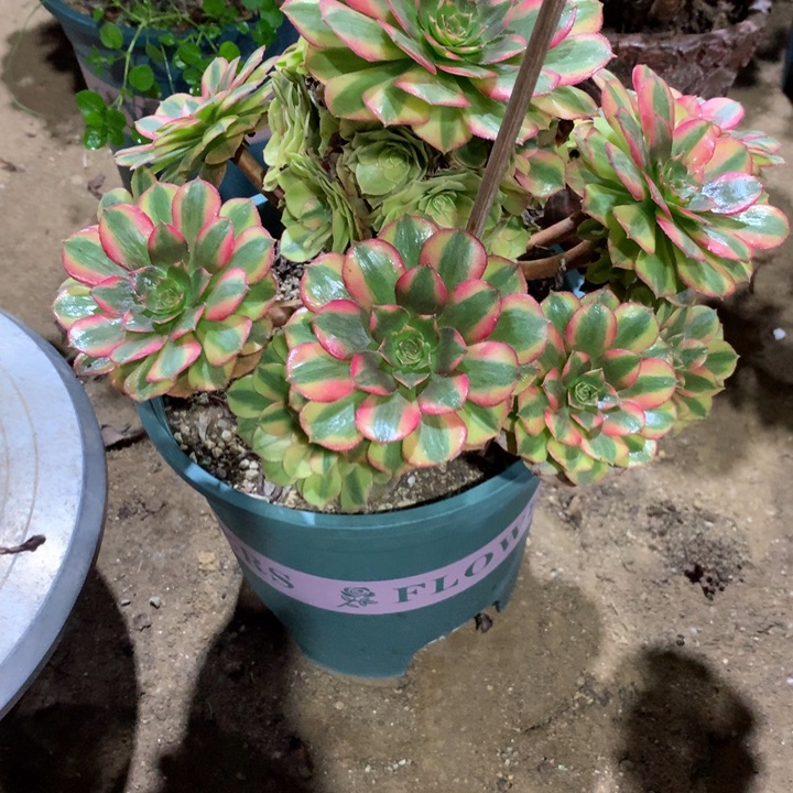345雨荷多肉植物特价