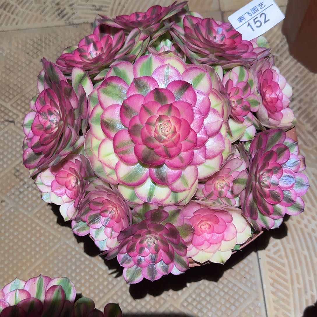 152多肉 红豆法师福利