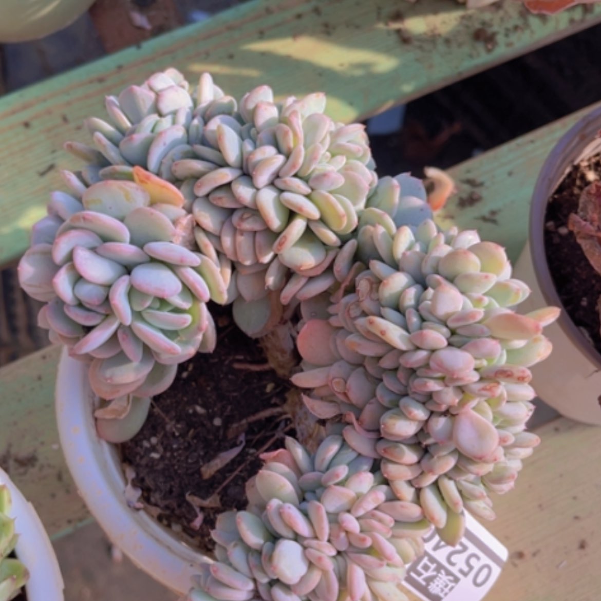 【闪购商品】玛瑙缀05240