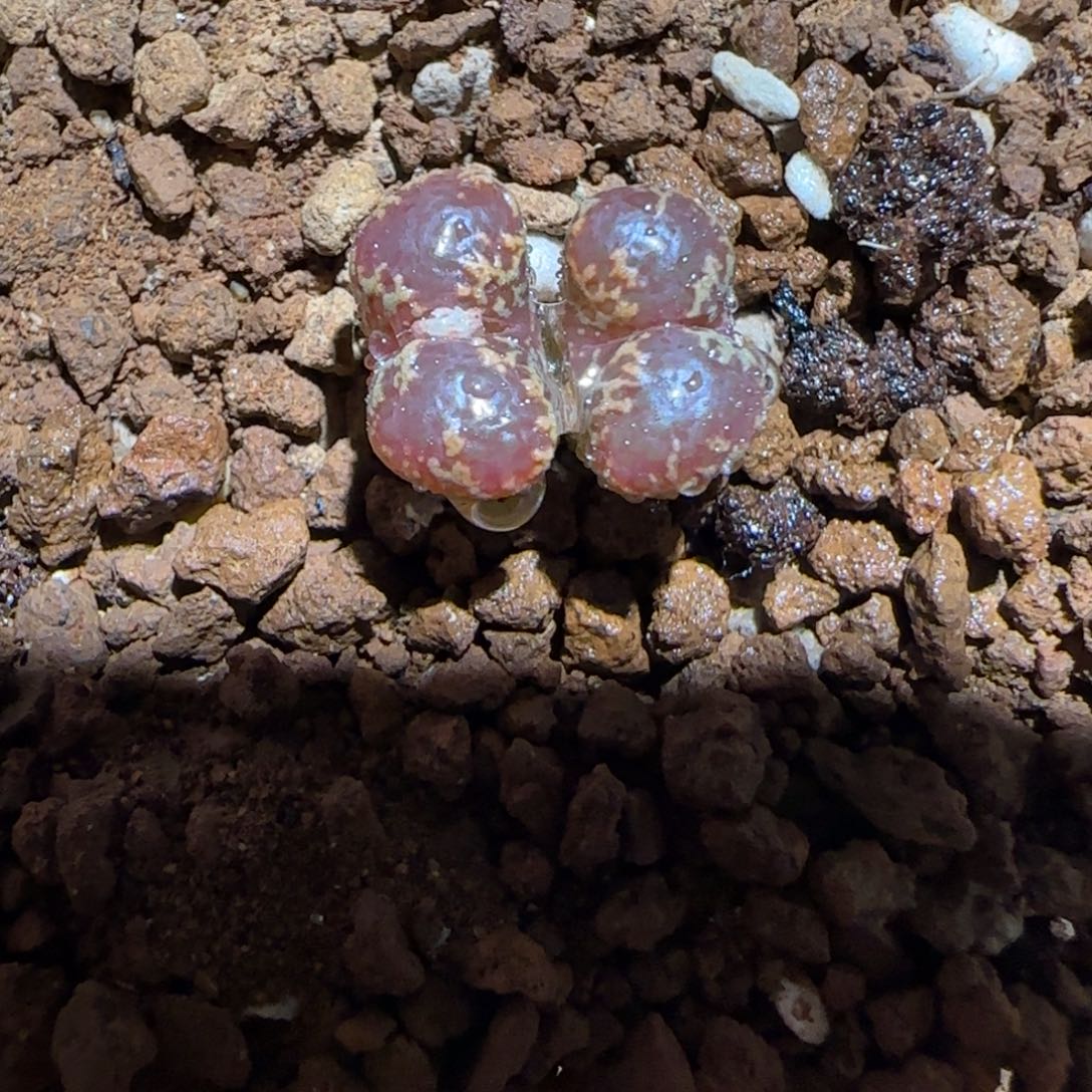 肉锥多肉植物组合-勋章479