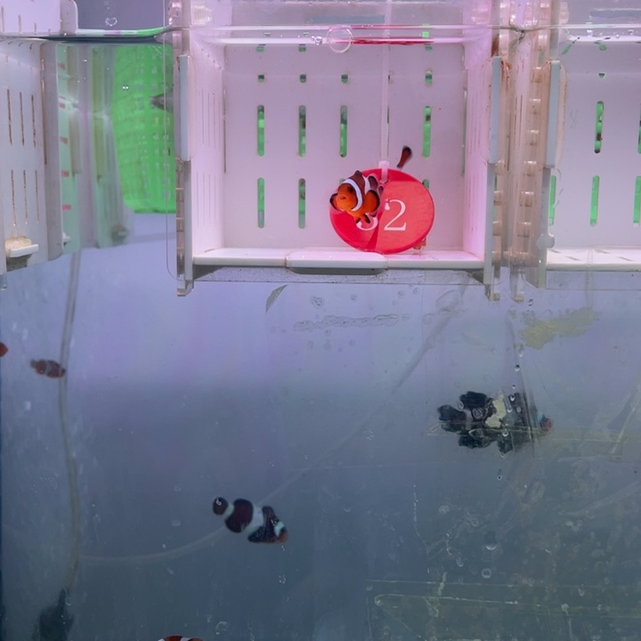 海水鱼精品黑边2条4左右