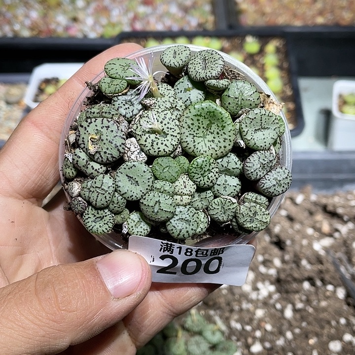 当天凑满十八元包邮200