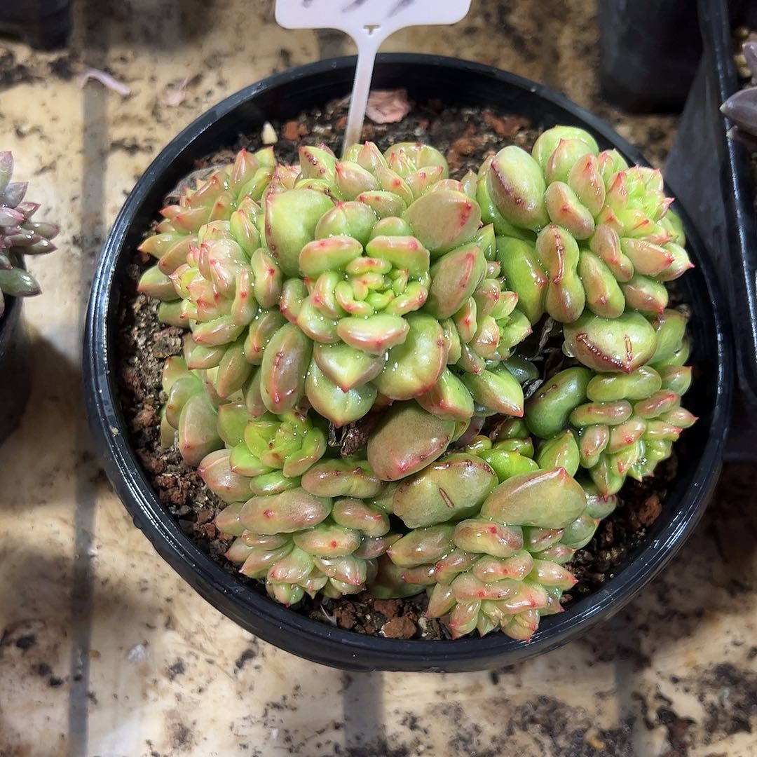 苹果花133号多肉植物