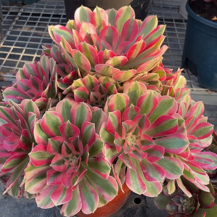 858粉女巫精品法师多肉