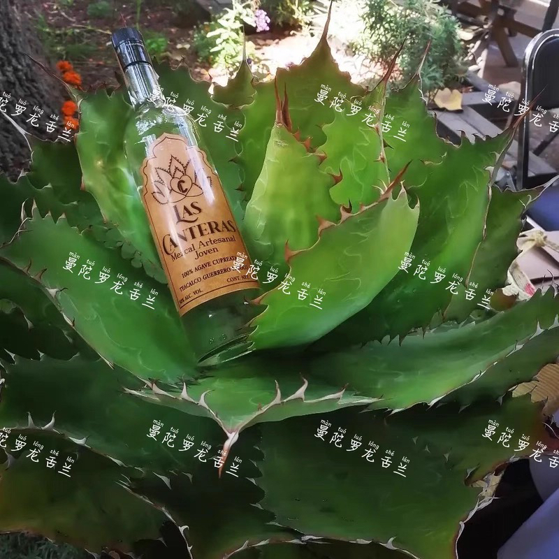 铜刺龙舌兰 Agave cupreata 精选短圆宽肥厚籽播实生小亚苗