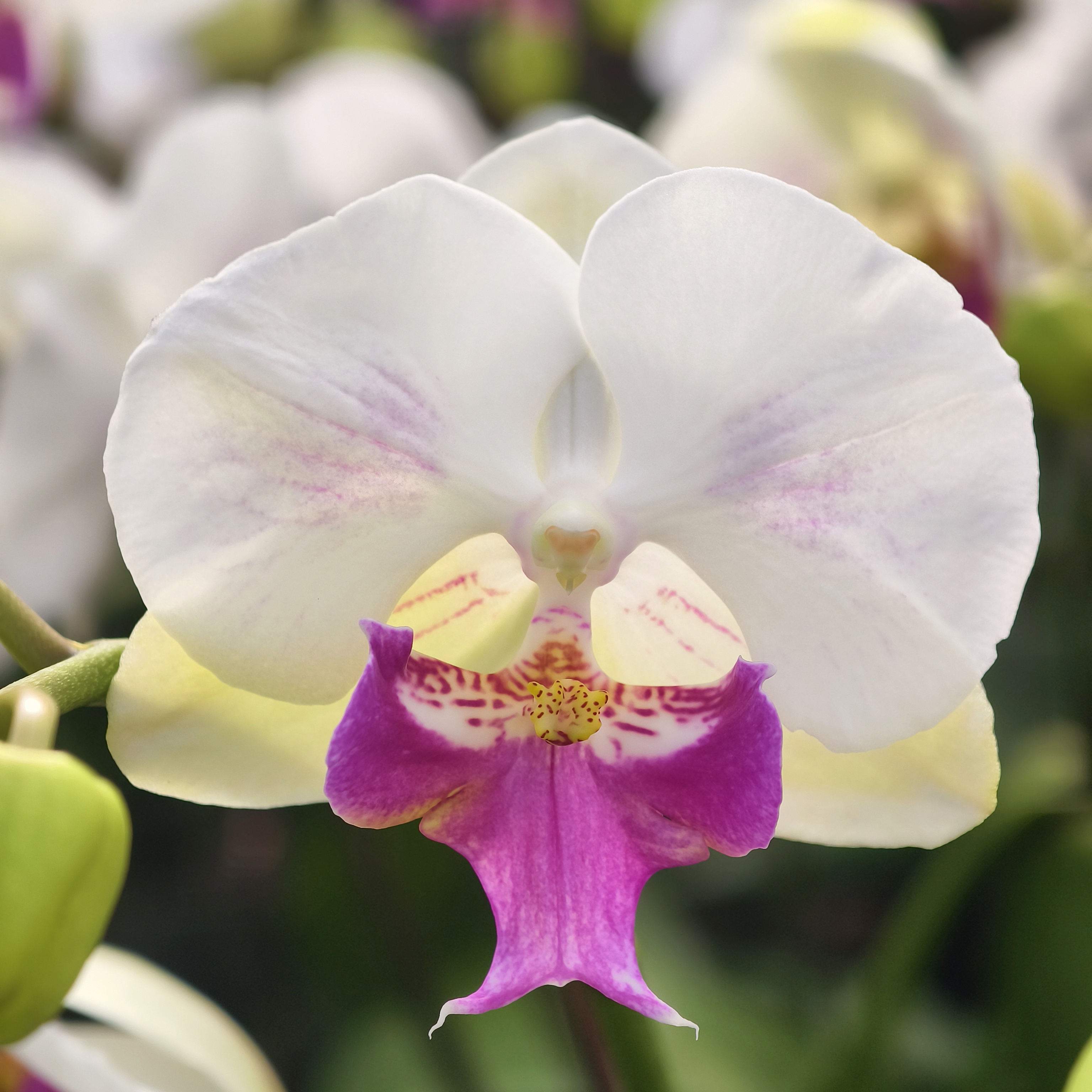 蝴蝶兰【茶花女】白花红心 2.8寸杯 带花带花苞 基地直发