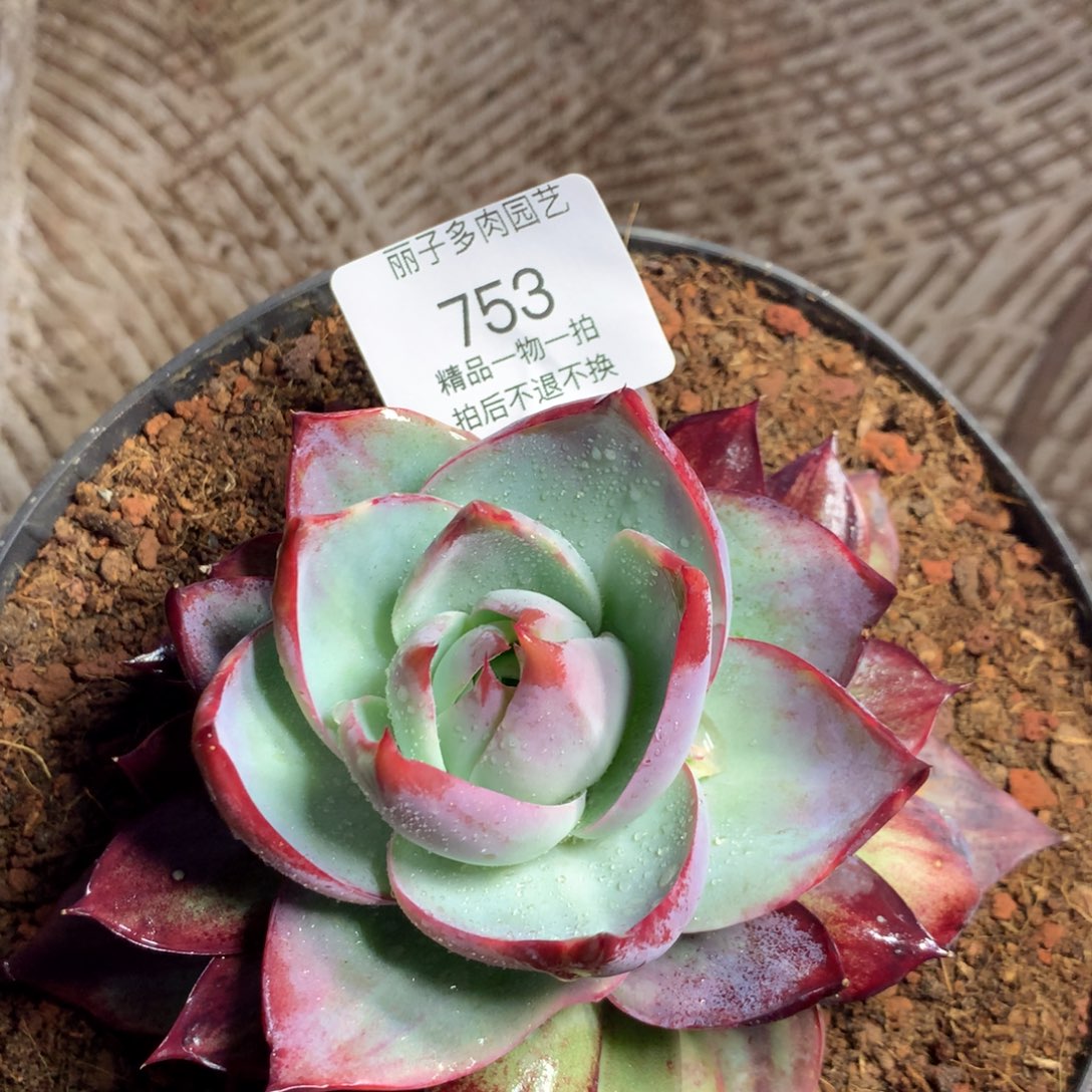 ?753惊鸿单头。尺寸14。多肉植物