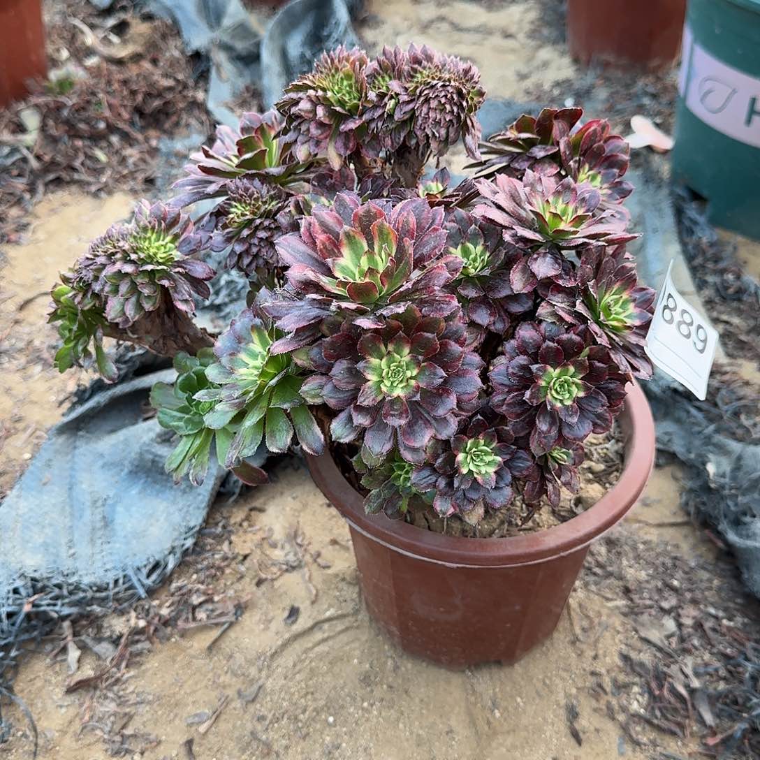 我***弟889红腹轮朵朵有伤一颗