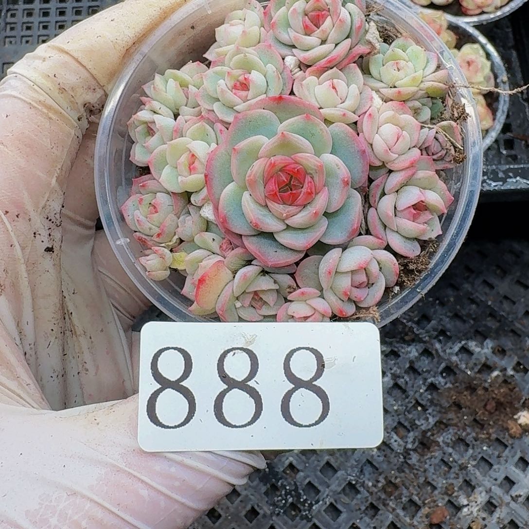 多肉植物多肉植物888