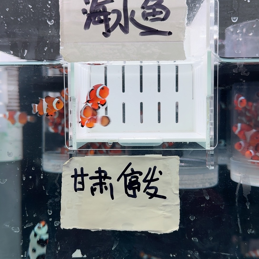 海水鱼4左右精品黑边公子一对