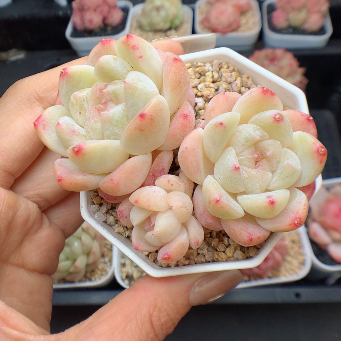 多肉植物。  糖心29