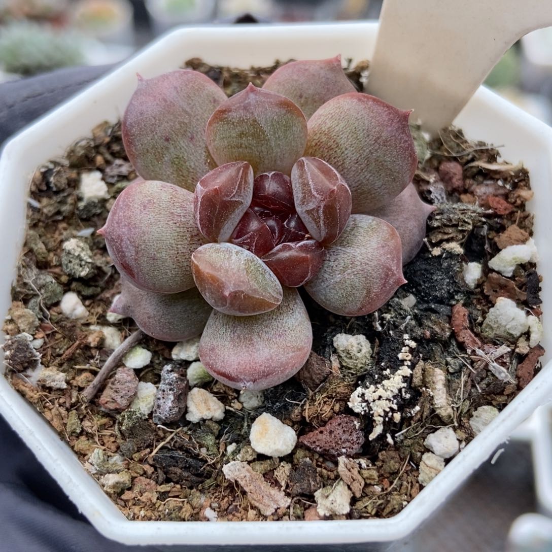 1028红恋多肉植物