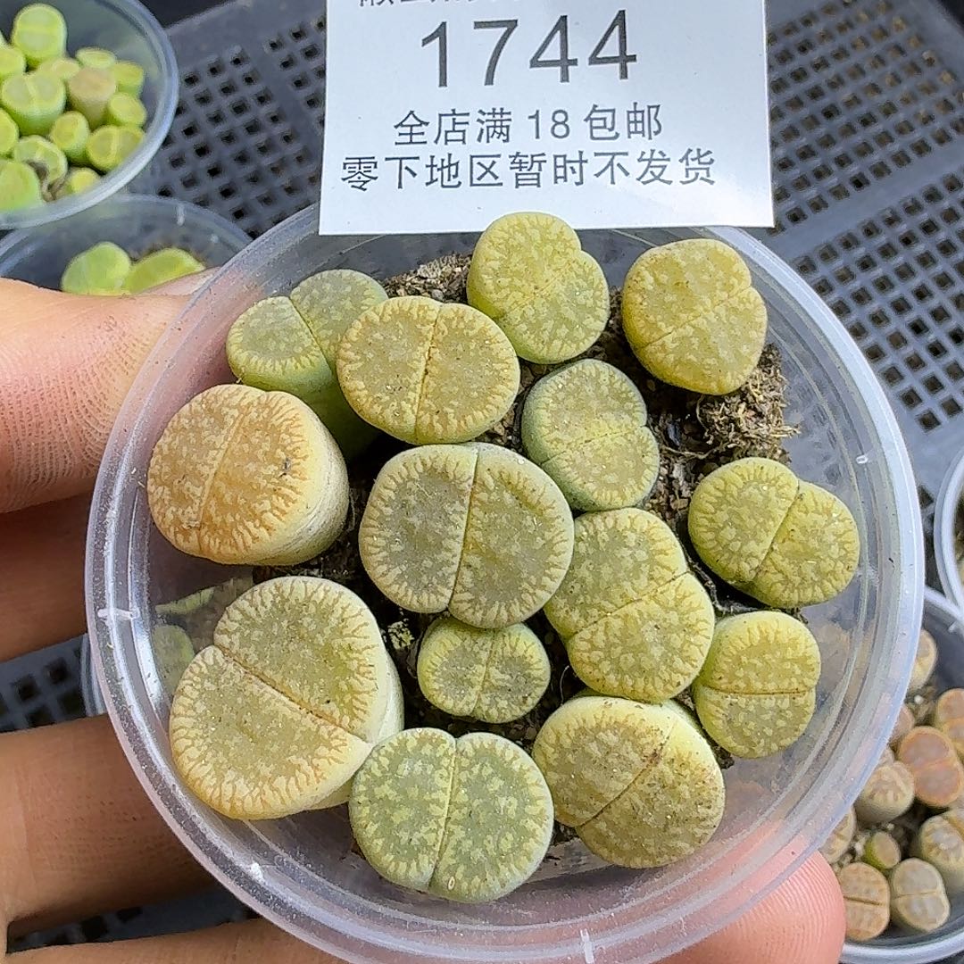 1744 哈哈哈哈哈哈哈哈