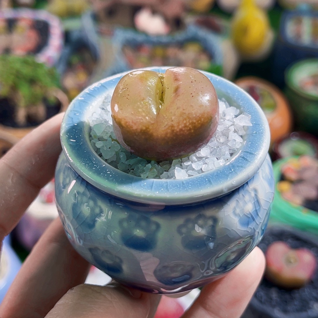 09毛汉尼2.1cm连盆带土全场包邮