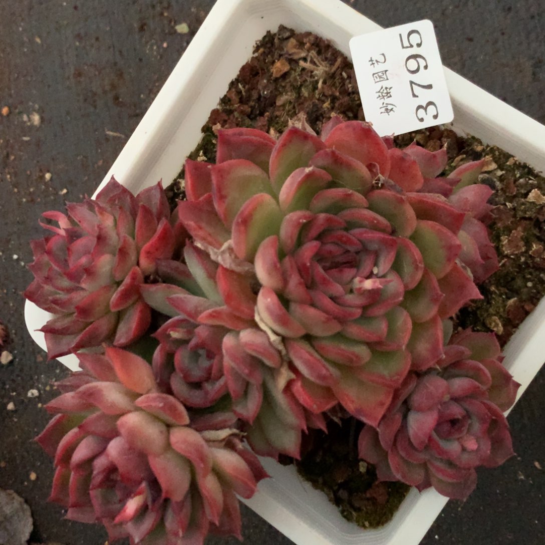 3795杂交多肉植物