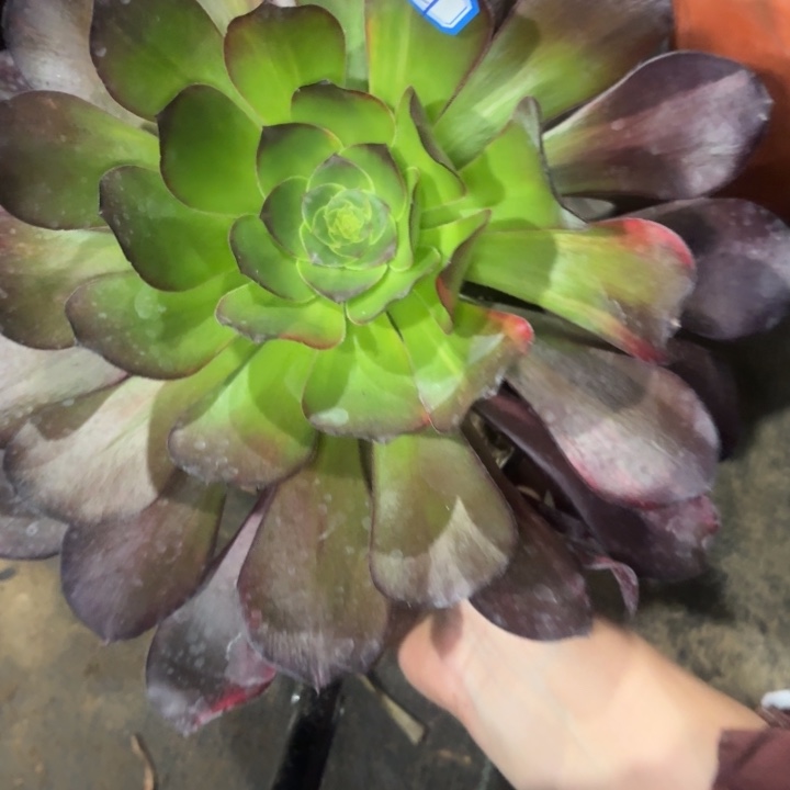 巫毒花脸621多肉法师