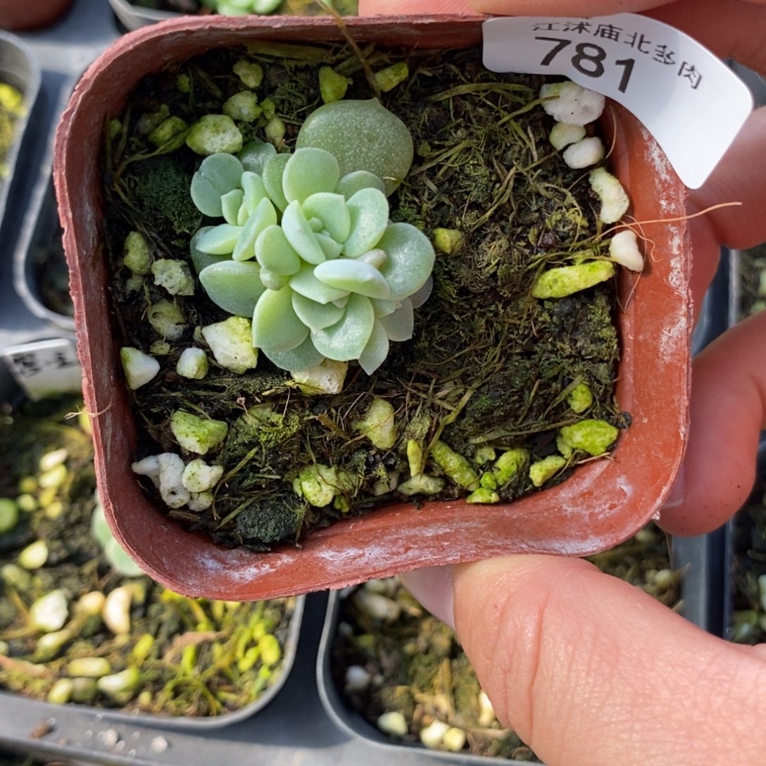 标781玉簪一个多肉