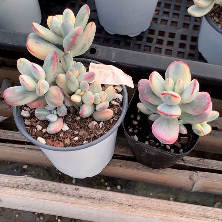 无花朵乒乓福娘锦一组