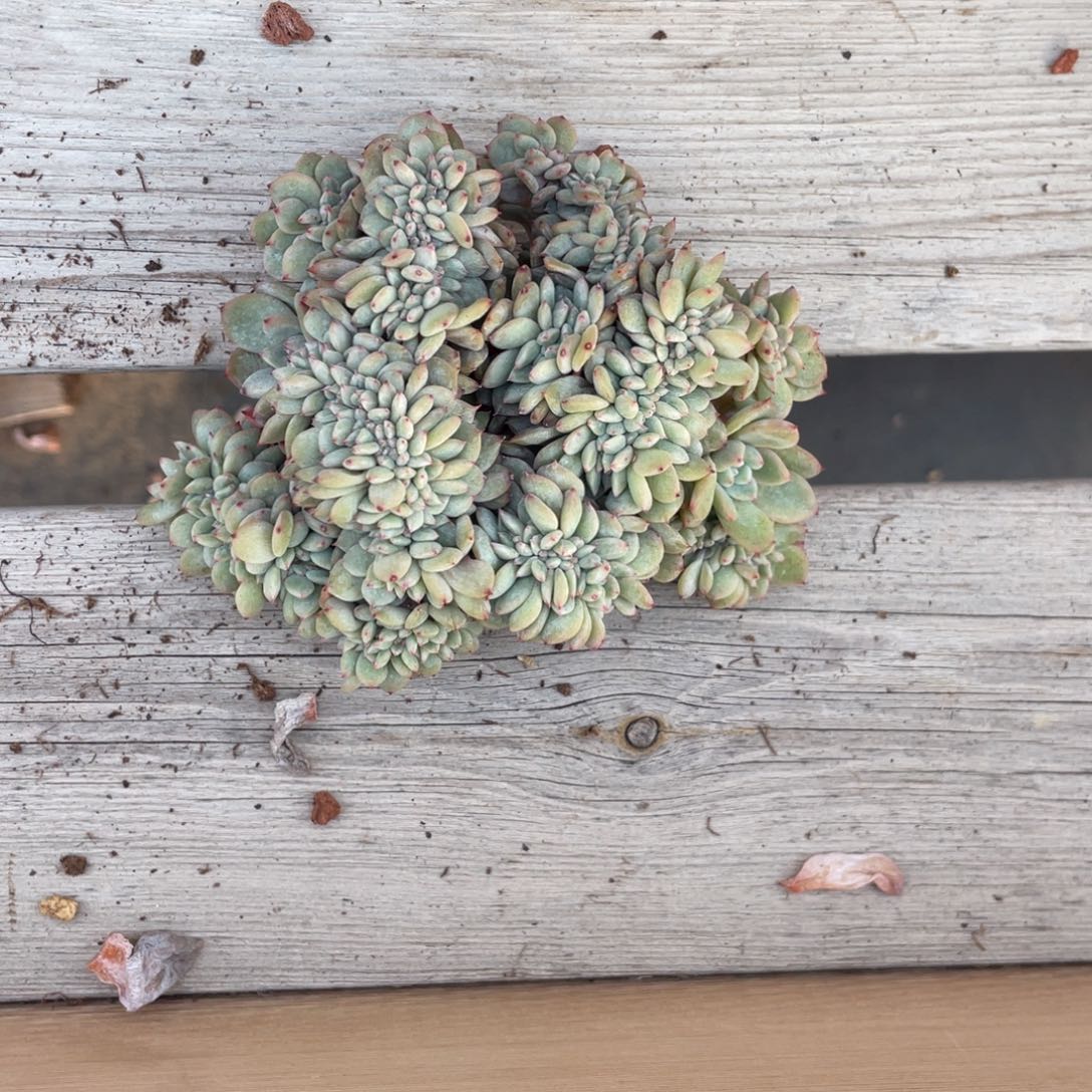 哈***嘻石榴子星子缀化瑕疵172