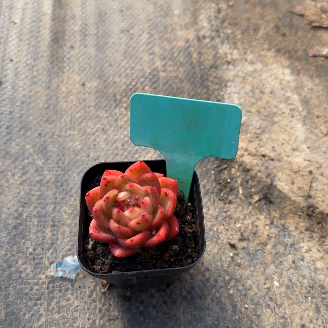 美***美多肉植物圣卡单头